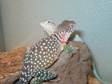 Eastern Collared Lizards