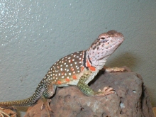 My Female Collared, Hazel