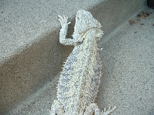 Snow X German Giant Female