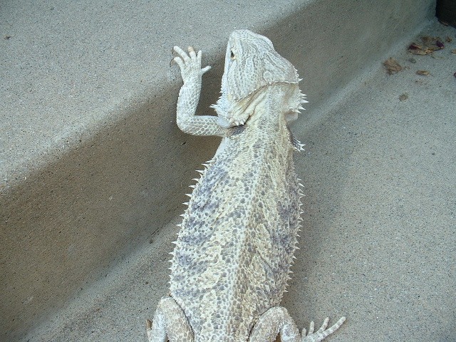 Snow X German Giant Female