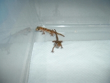 Two Baby Pictus