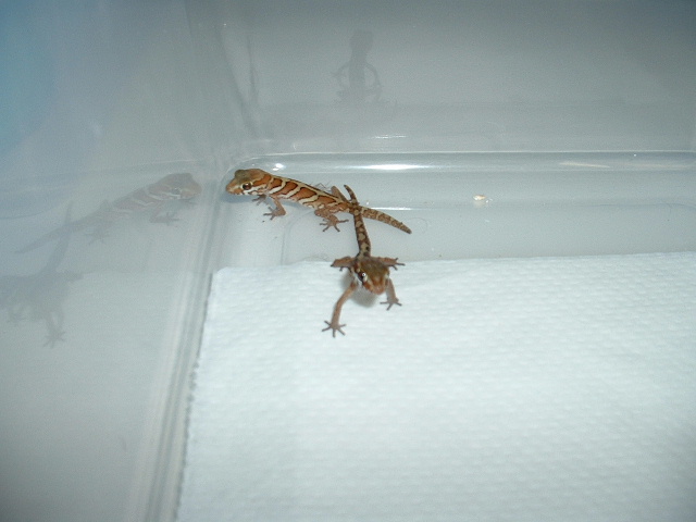 Two Baby Pictus
