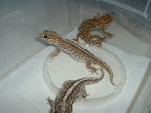 Trio of Pictus