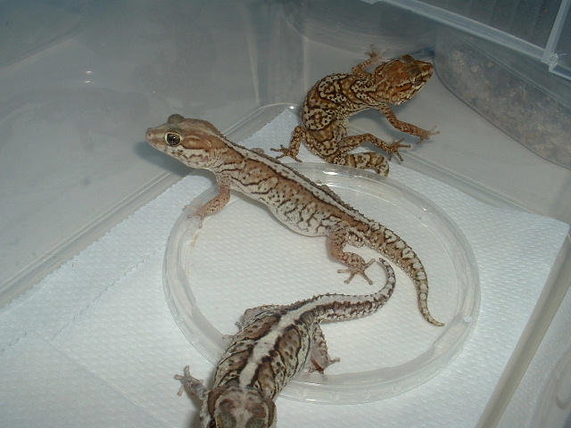Trio of Pictus