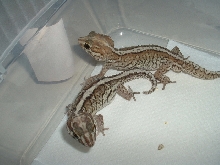 Striped Pictus