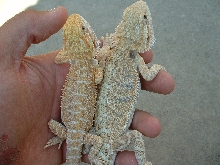 Torch and Big Guy