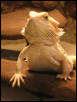 fuegoscales