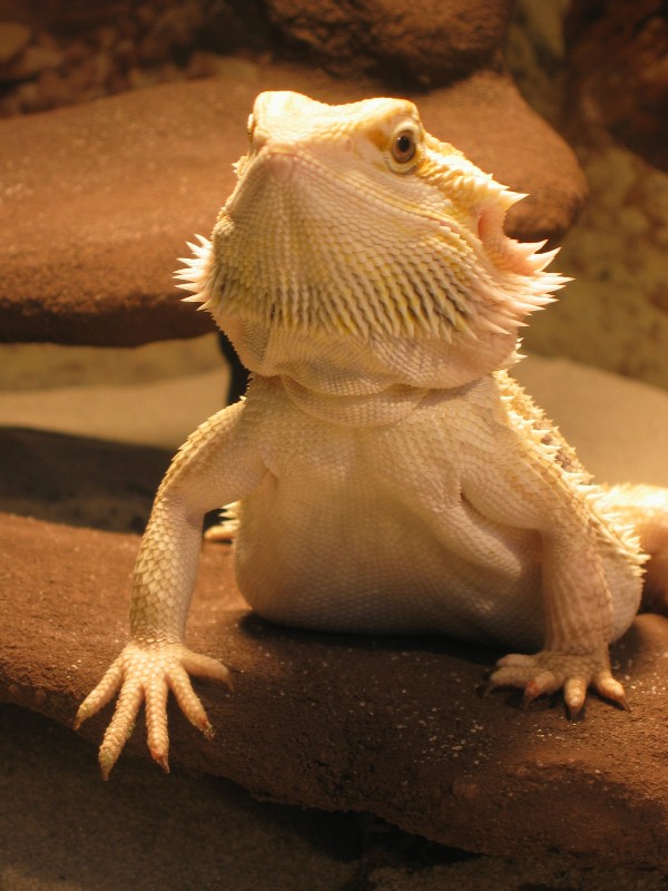 fuegoscales