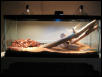 Fuego's Tank