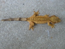 Orangy