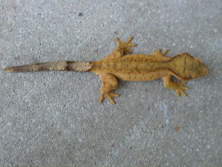 Orangy