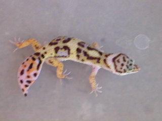 snow X high yellow