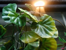 Holy Anole