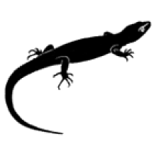 Anole