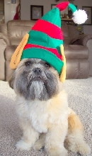 Oliver the Elf