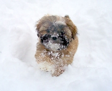Snow Pup!