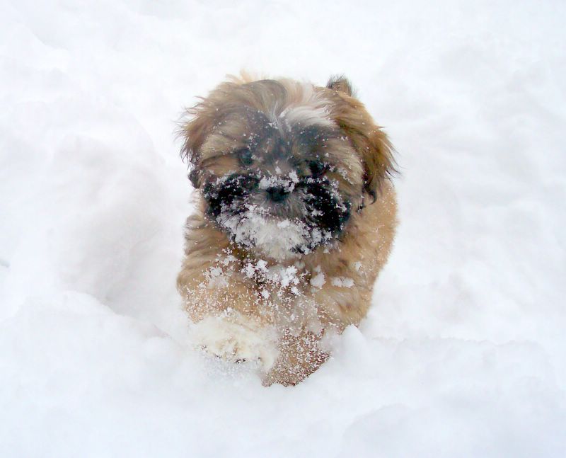 Snow Pup!