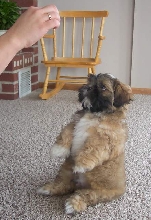 Sit pretty please