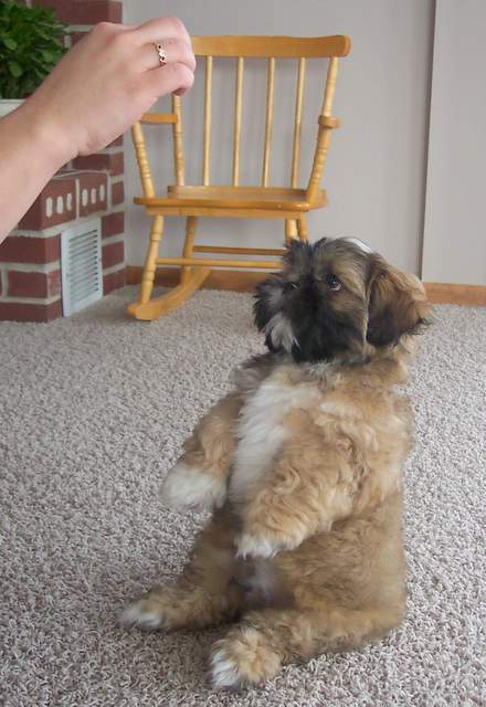 Sit pretty please