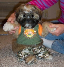 Oliver the Shih Tzu