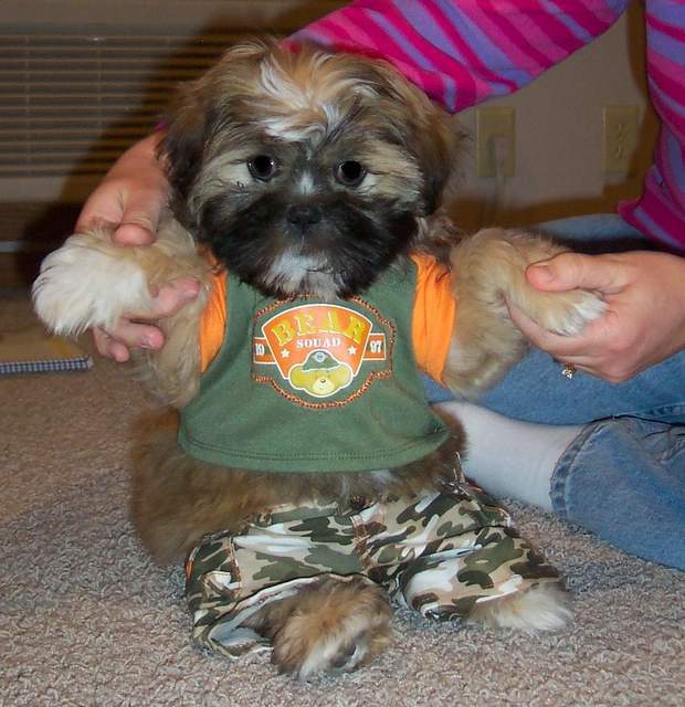 Oliver the Shih Tzu