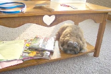 Coffee table dog