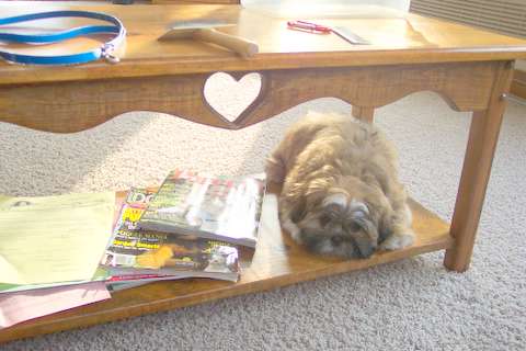 Coffee table dog
