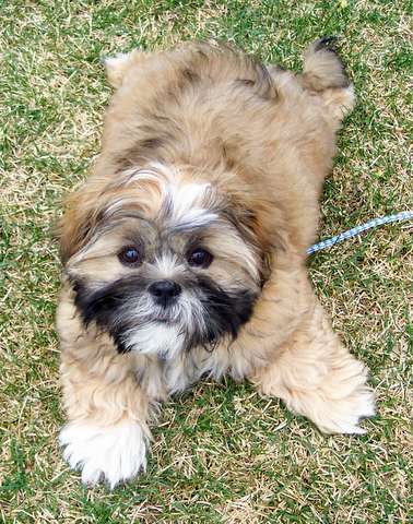 A Shih Tzu rug