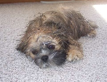 Wet Pup!
