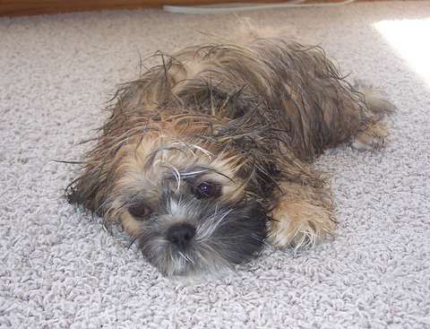 Wet Pup!