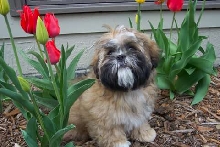 Tiptoe thru the Tulips