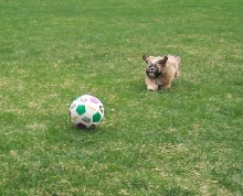 It's a bird.....It's a plane.....It's Oliver!