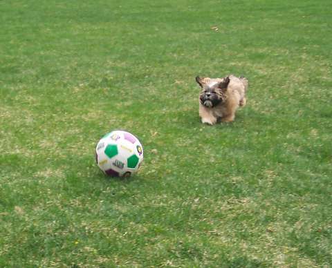 It's a bird.....It's a plane.....It's Oliver!