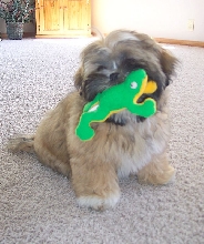 Oliver loves his Froggy