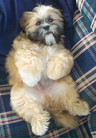Lounging on the courch