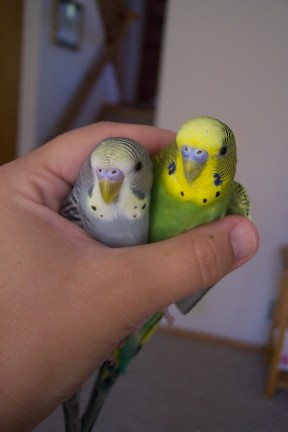Two peas in a pod