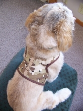 Back view of the harness vest