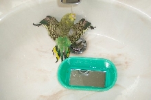 Bathing Budgie!