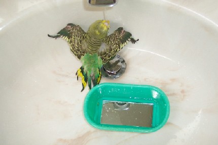 Bathing Budgie!