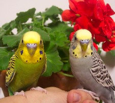 Kiwi and Kokomo dream of summer