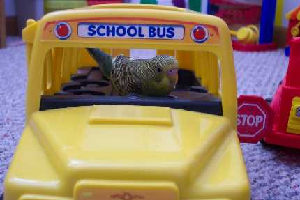 Bus Driver Budgie
