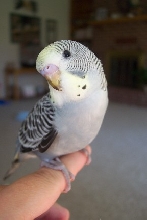 Kokomo strikes a pose