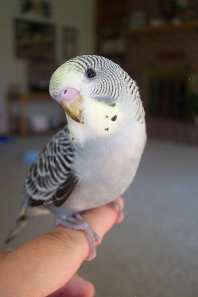 Kokomo strikes a pose