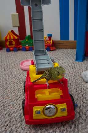 Firefighter Bird to the Rescue!