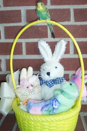 Happy Easter from Kiwi!