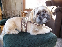 Modeling his harness vest