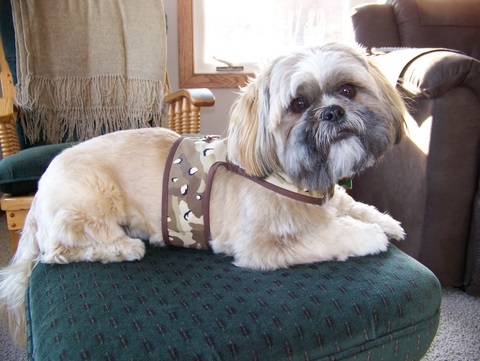 Modeling his harness vest