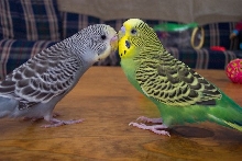 The first meeting!