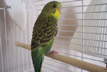 8 week old budgie