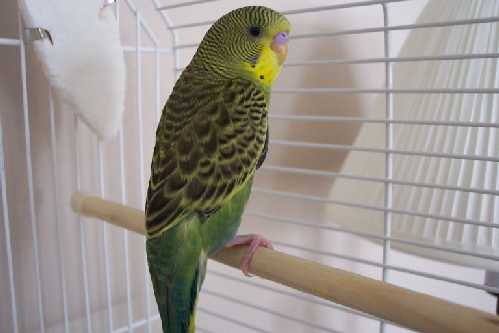 8 week old budgie